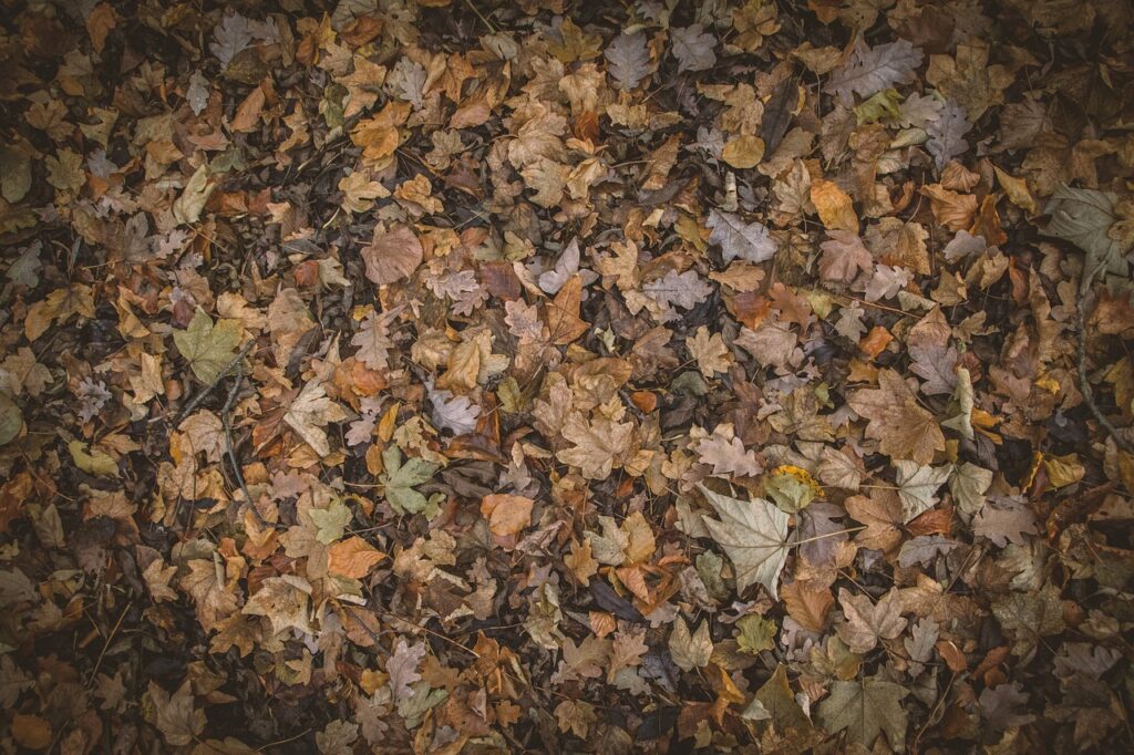 Photo du sol rempli de feuilles d'arbres