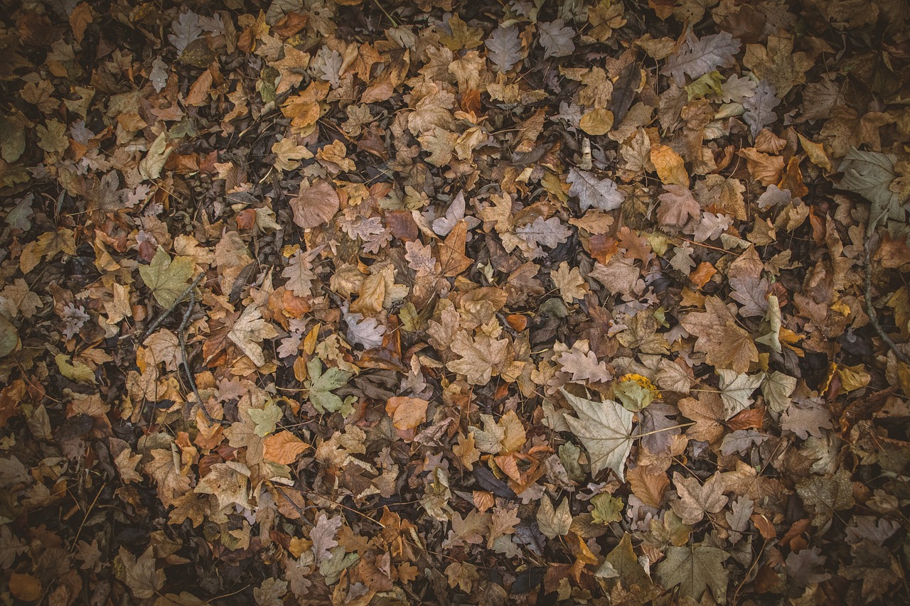 Photo de feuilles tombées par terre